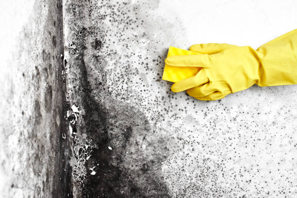 Best Attic Mold Remediation in Van Meter, IA