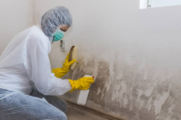 Best DIY Mold Remediation Support Services in Van Meter, IA