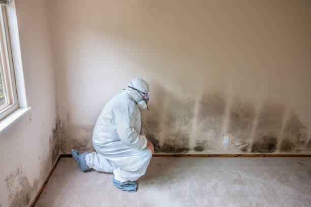 Best Basement Mold Remediation in Van Meter, IA