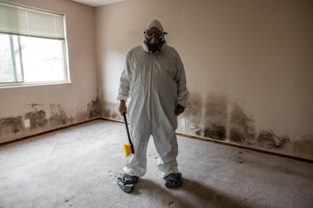 Best White Mold Remediation in Van Meter, IA